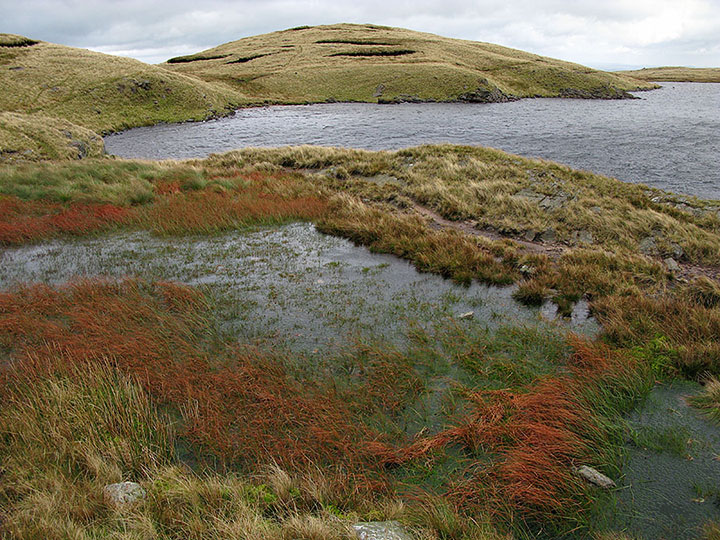 Red Grass on the Pool