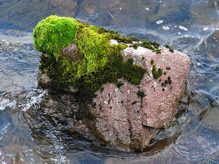 Moss Covered Rock Moss Covered Rock